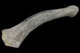 Hadrosaur (Kritosaurus) Metacarpal - Aguja Formation, Texas #76727-1